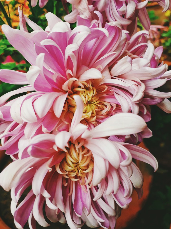 beauty is eternal.....