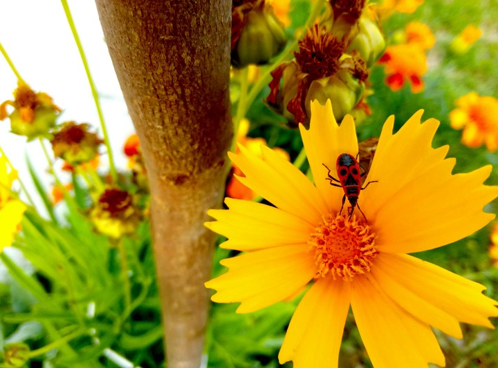 yellow