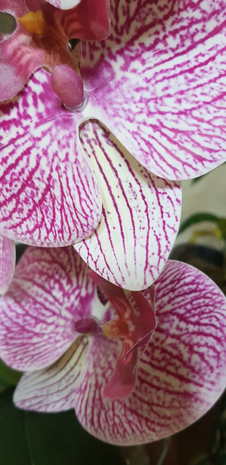 summer flower orchid