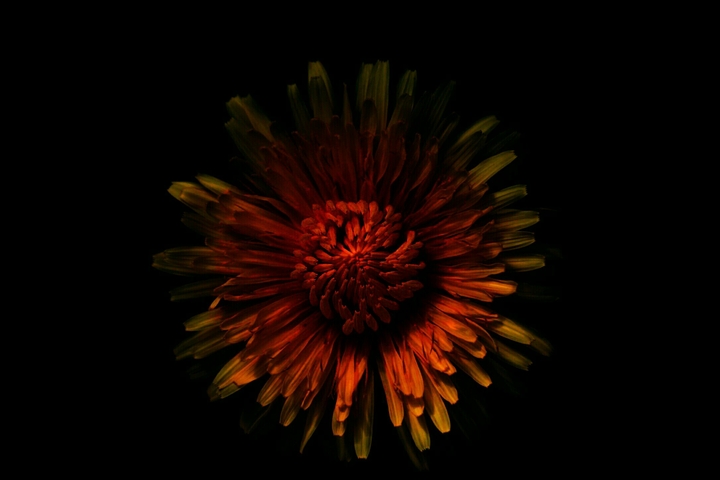Fiore di montagna