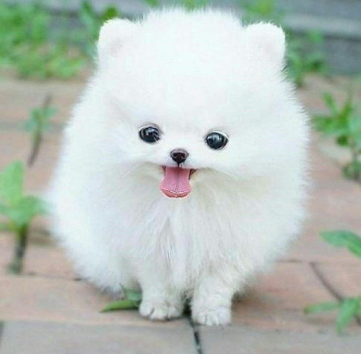 A Puppy