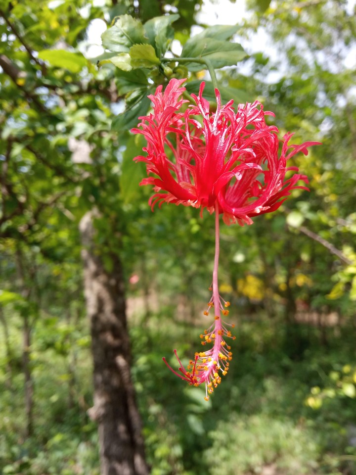 red flower