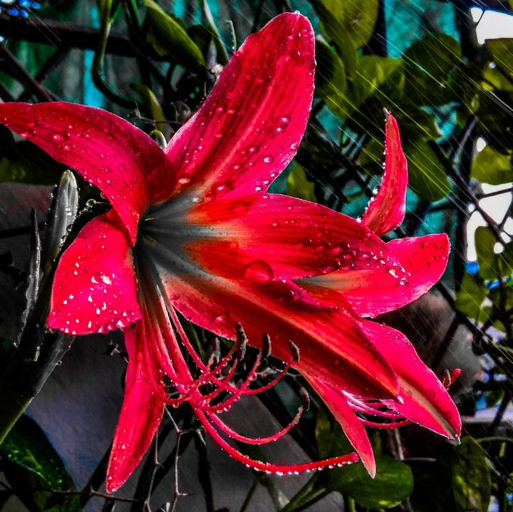 flower