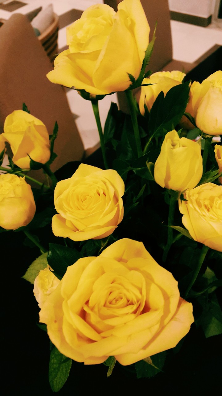 yellow rose