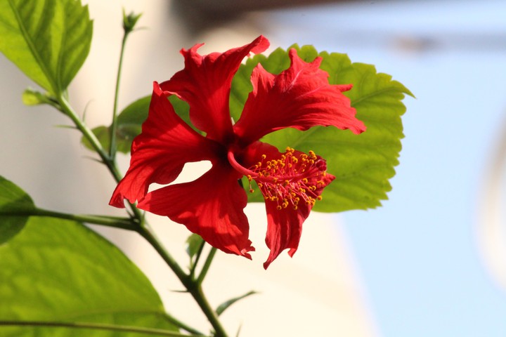 rose