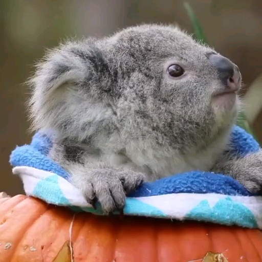 so cuteee?