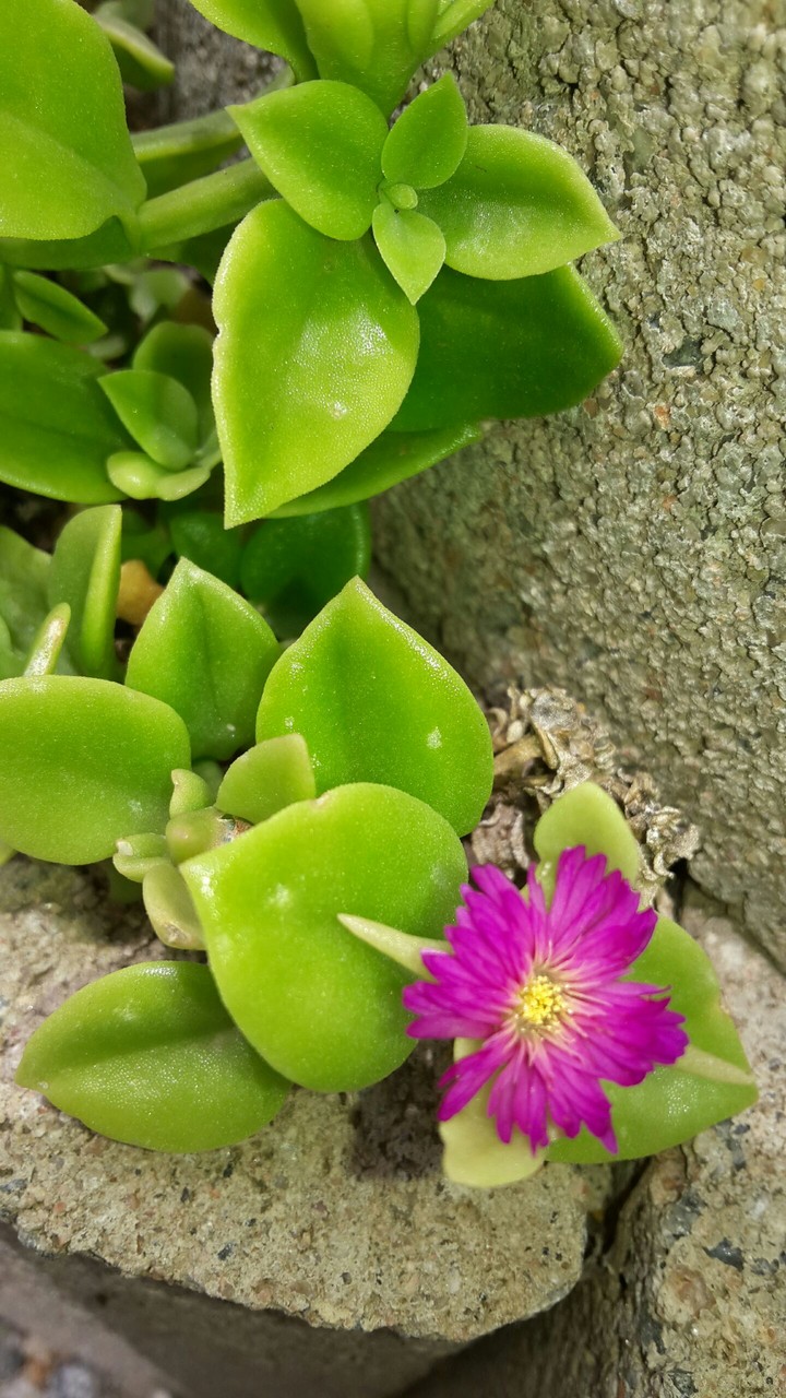 a blossom