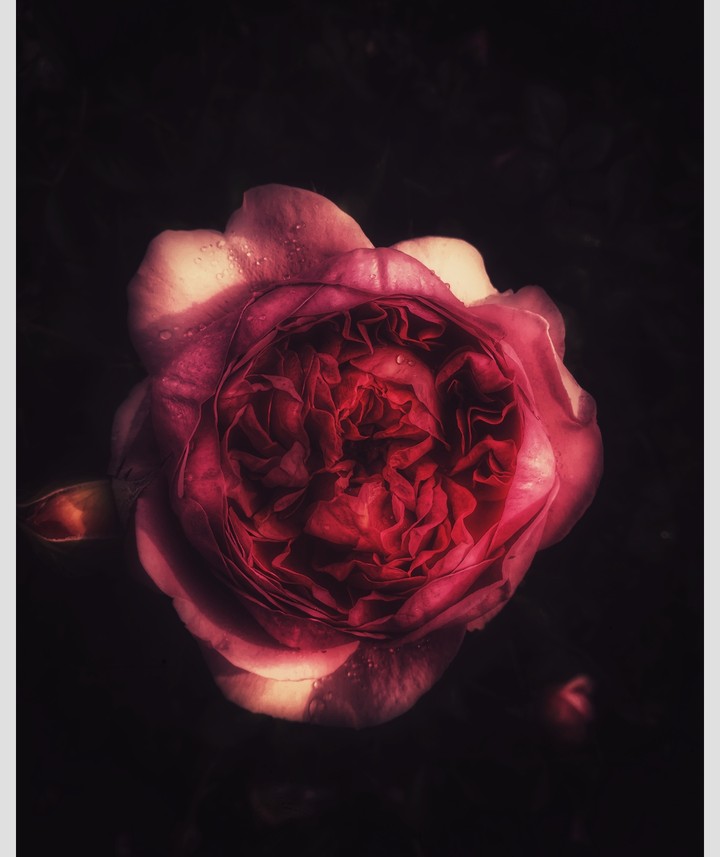 roses pt 2