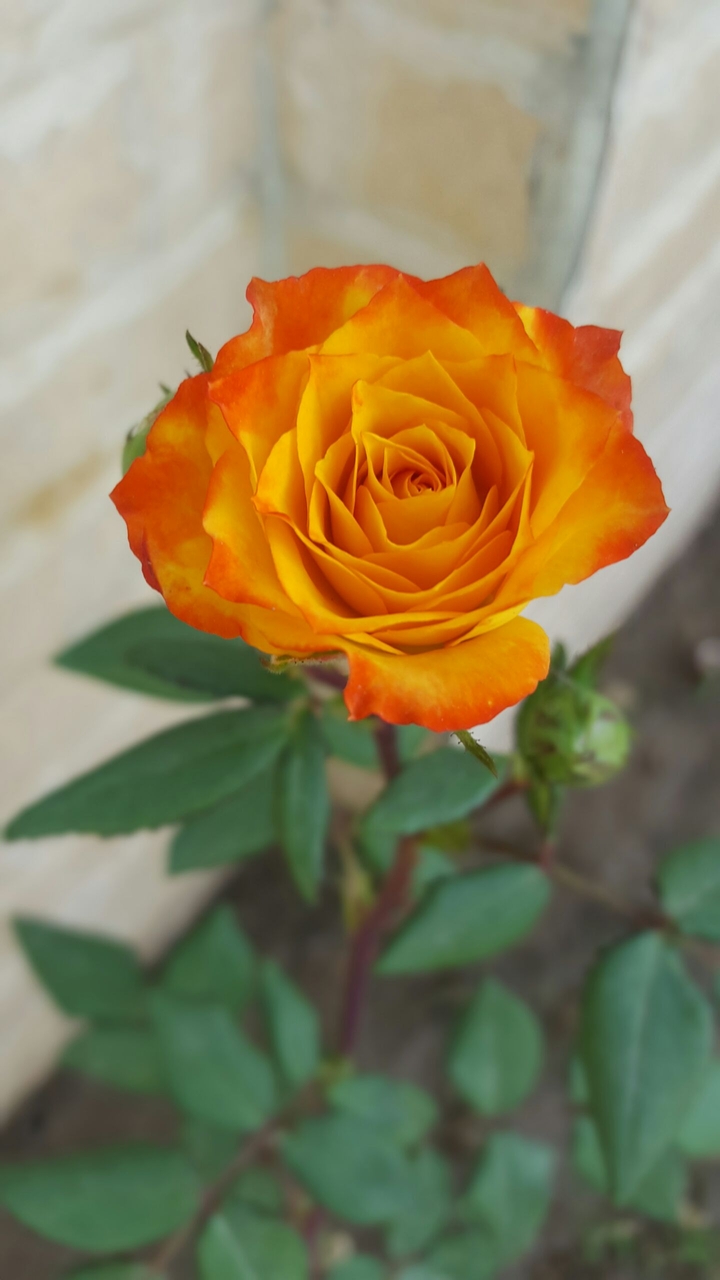 rose
