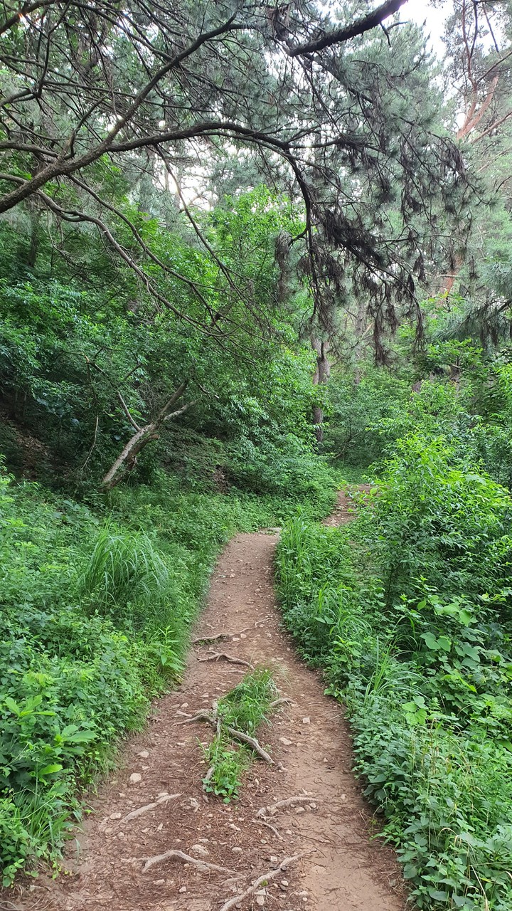 숲속길(road in the woods)