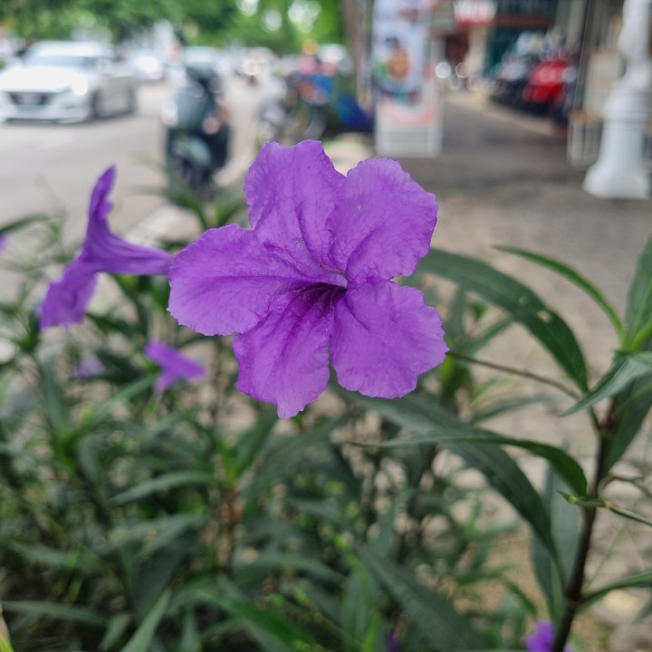 Ruellia simplex, Mexican petunia