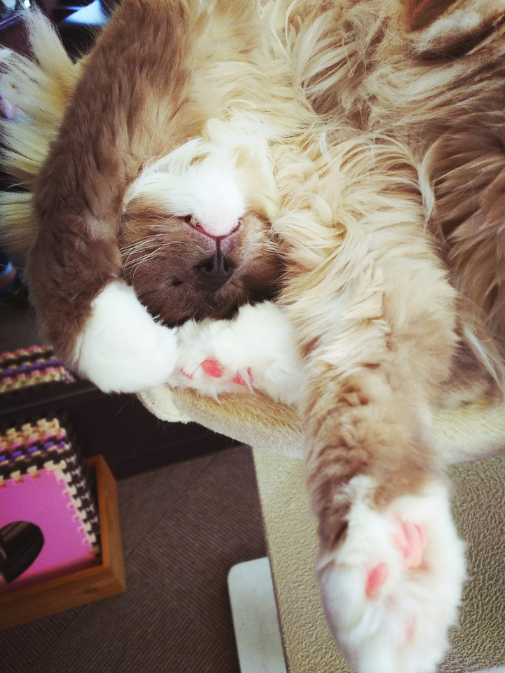 熟睡猫