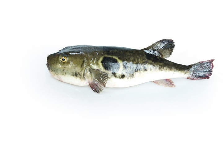Fish