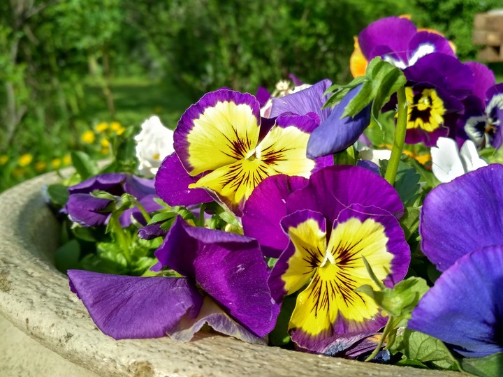 flowers