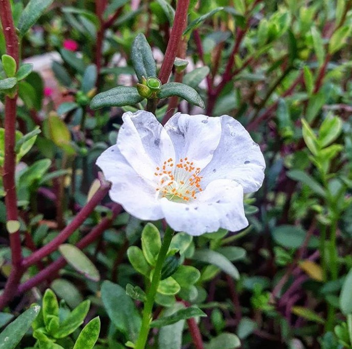 purslane