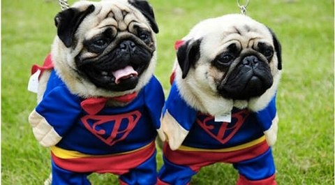 carnivoran, pug Hintergrundbilder