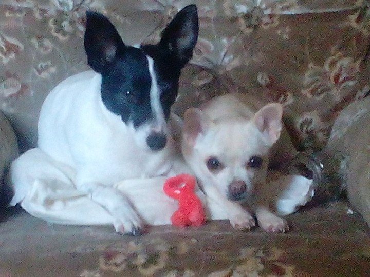 love is dogs