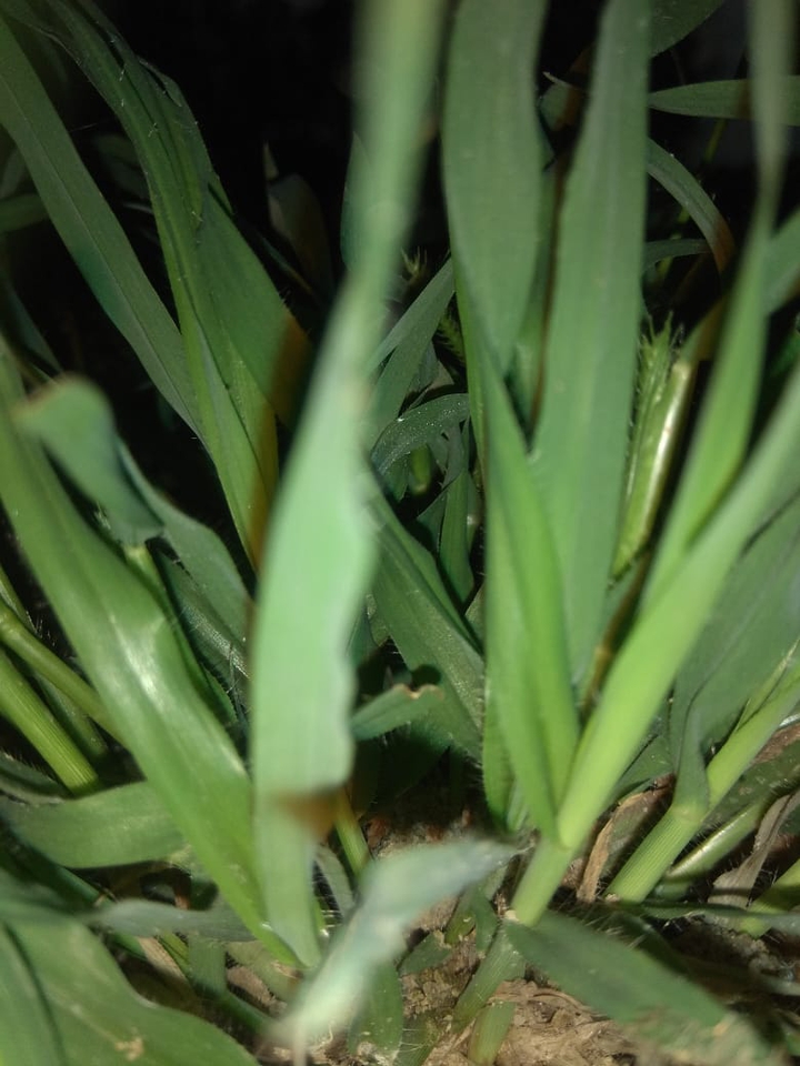Green world