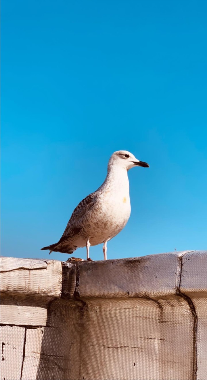 bird