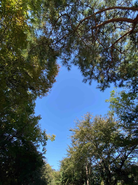 pine