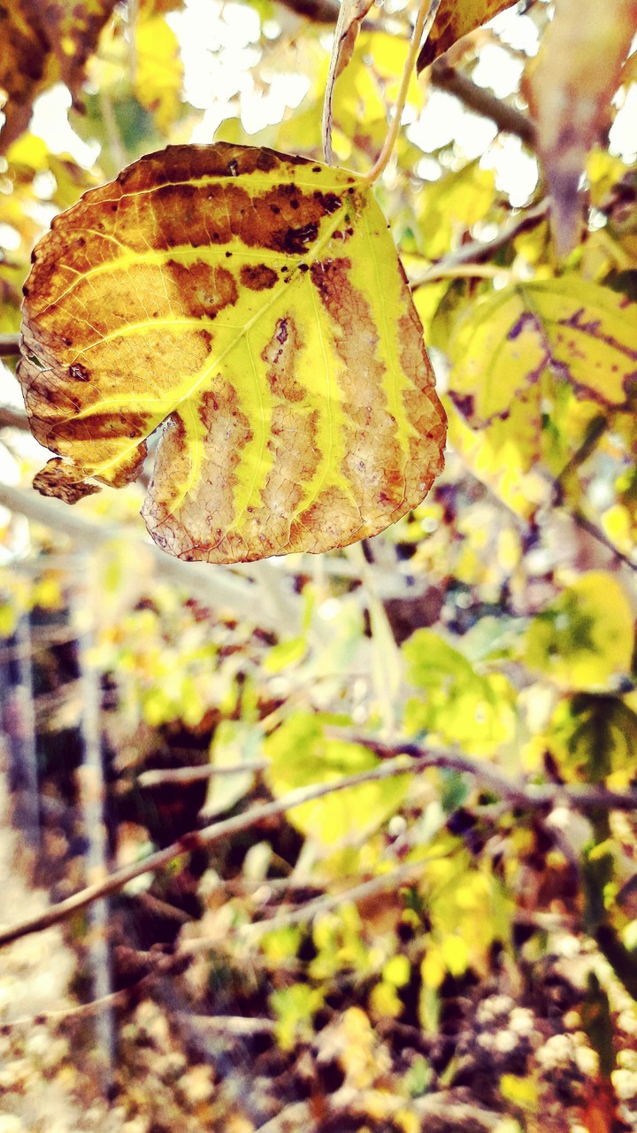 autumn leaf