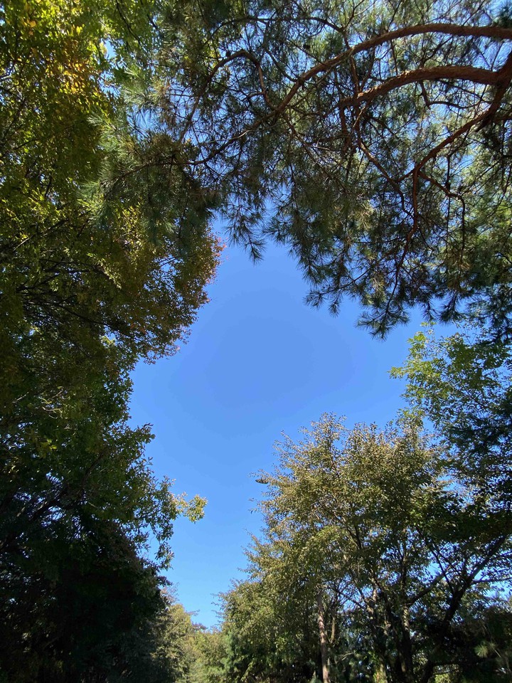 pine