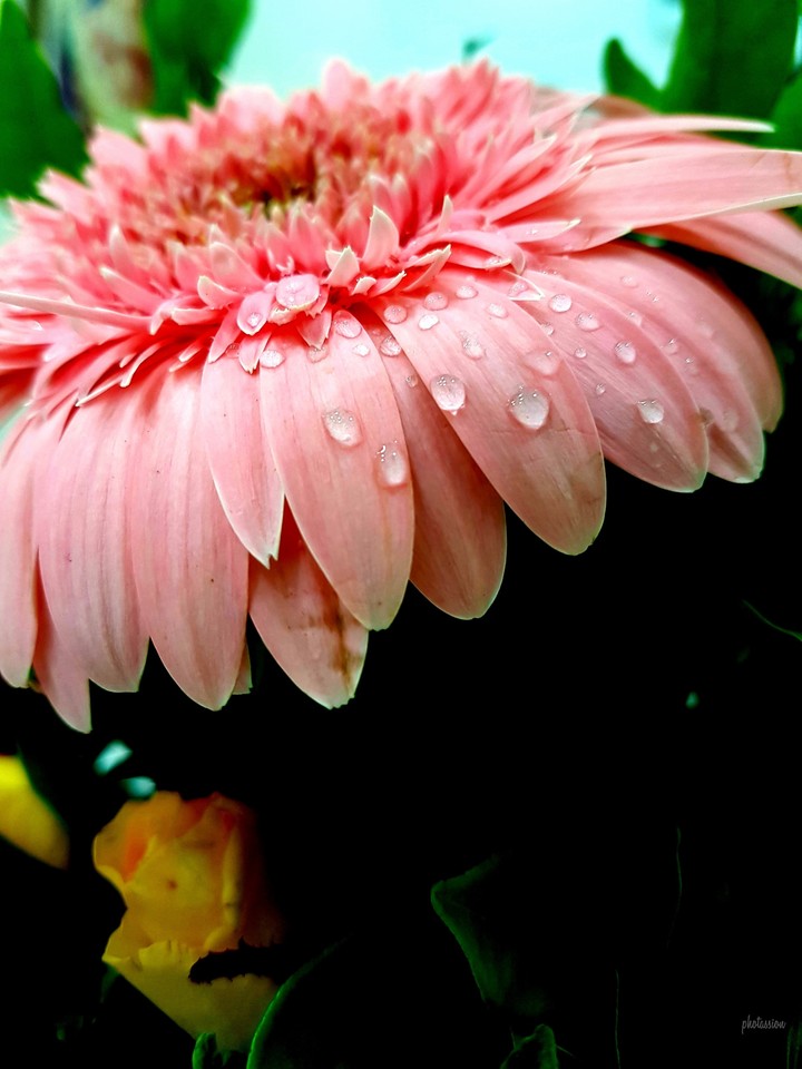 drops on flower