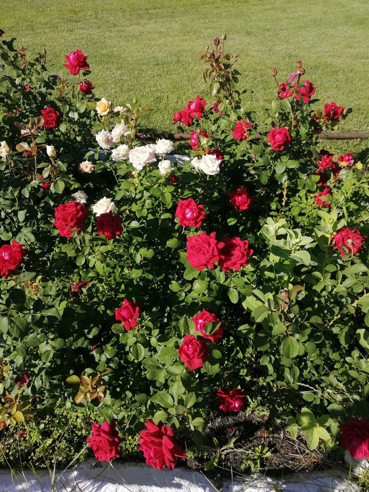 розы, roses
