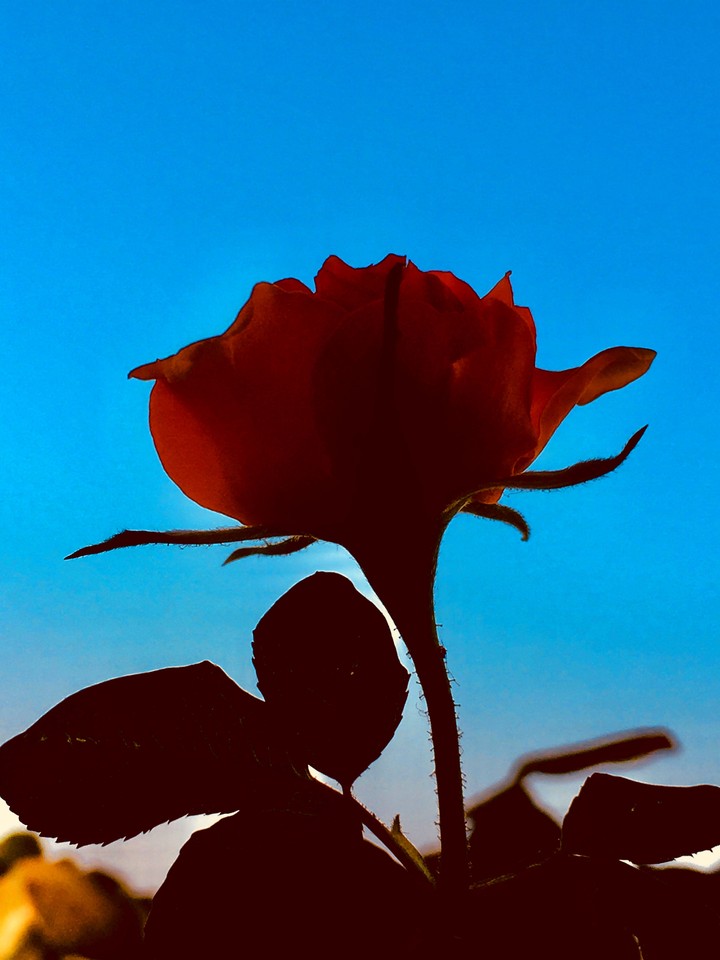 A Rose Profile