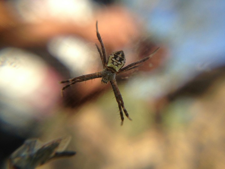 HD spider.