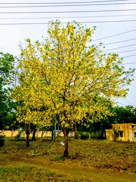 yellow fang