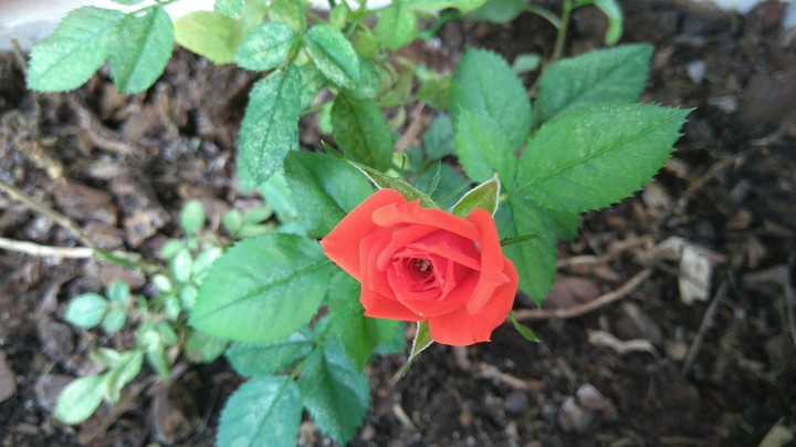 Rose!