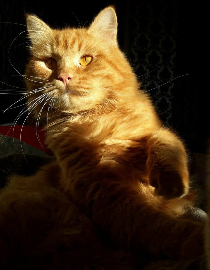cat