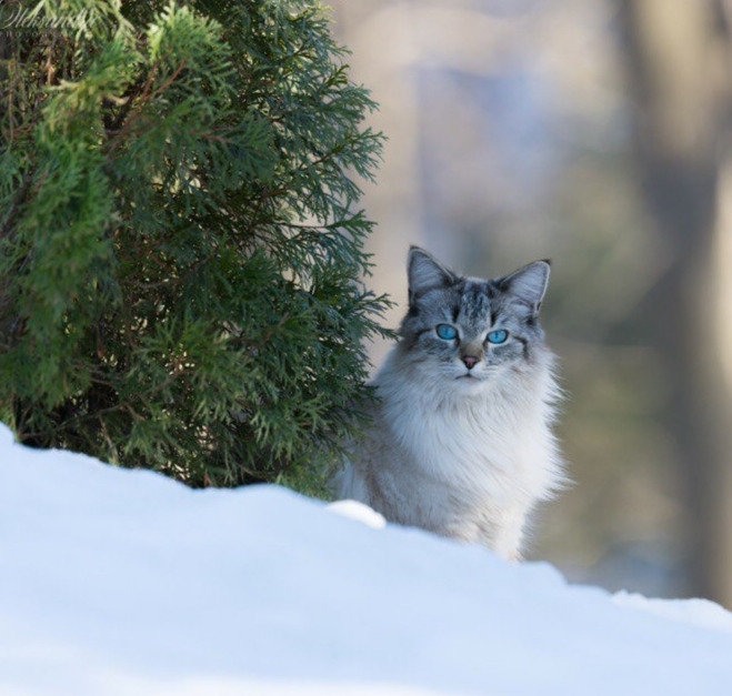 Adorable cat