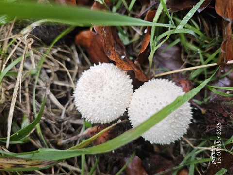 Fungus, Food, Produce