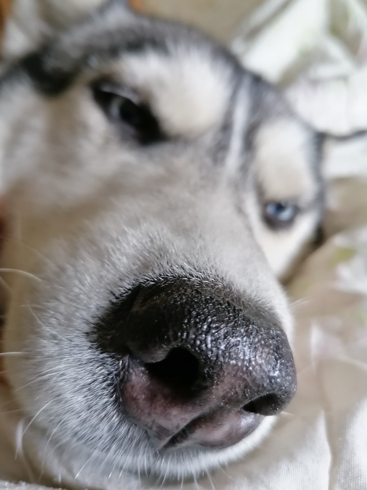 А кто ваш любимец?