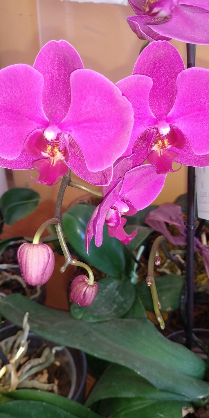 fiori