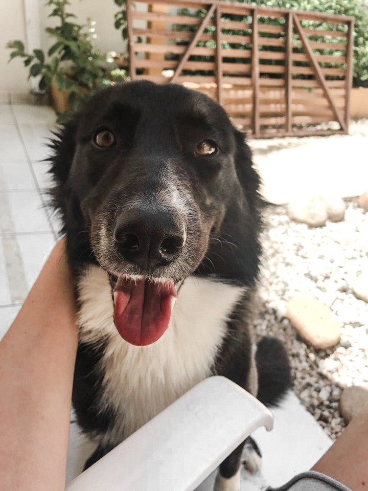 dog
