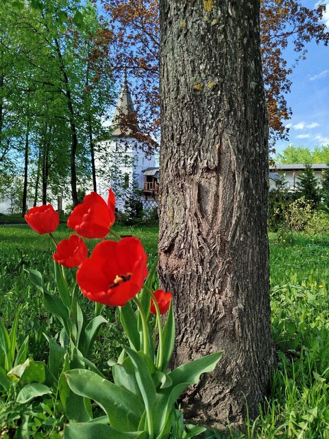 обои red, Garden