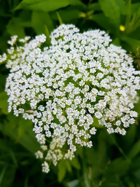 flover white