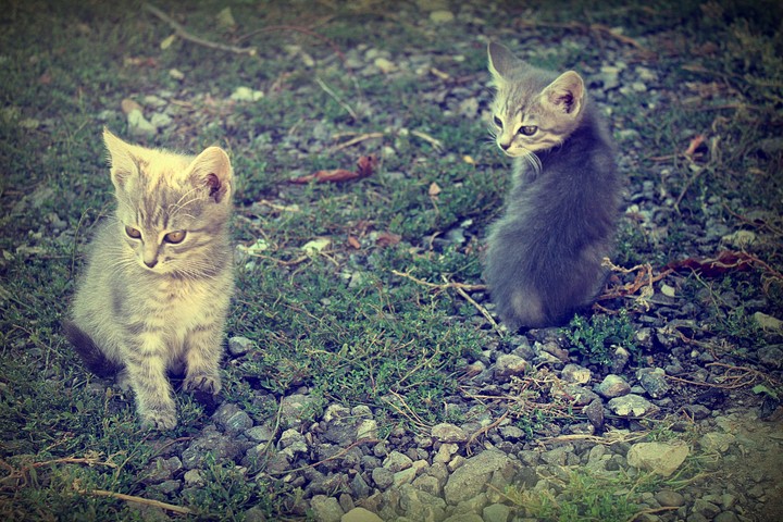 Kitten