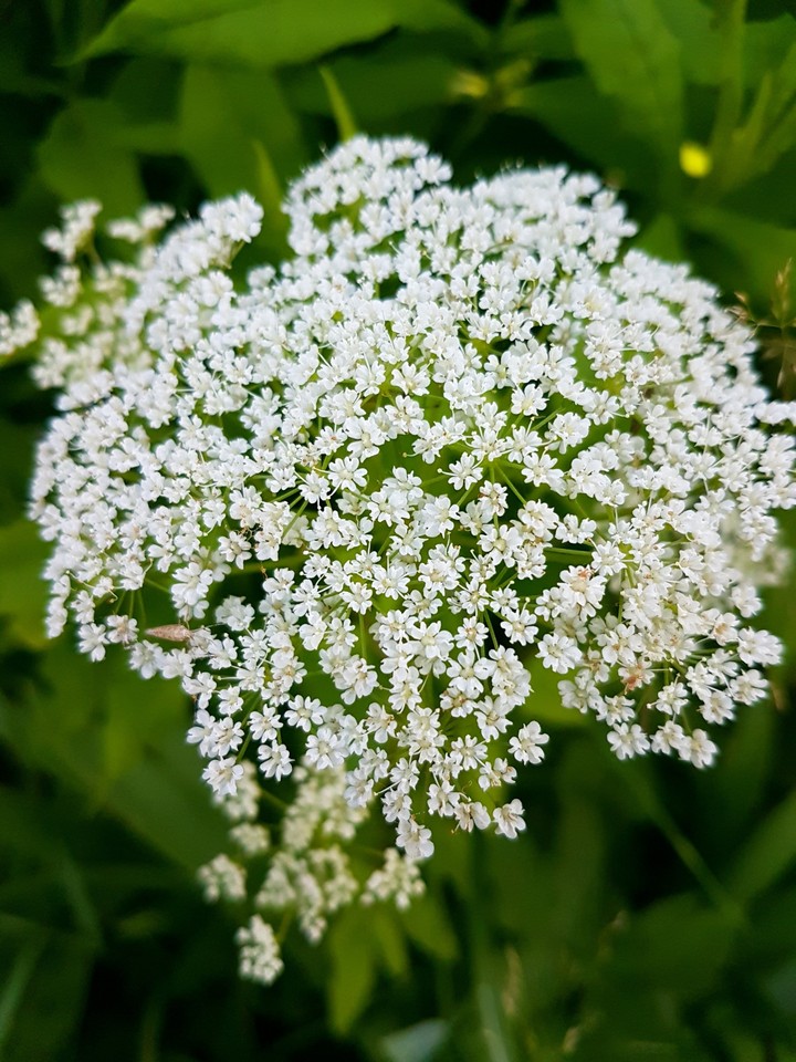 flover white
