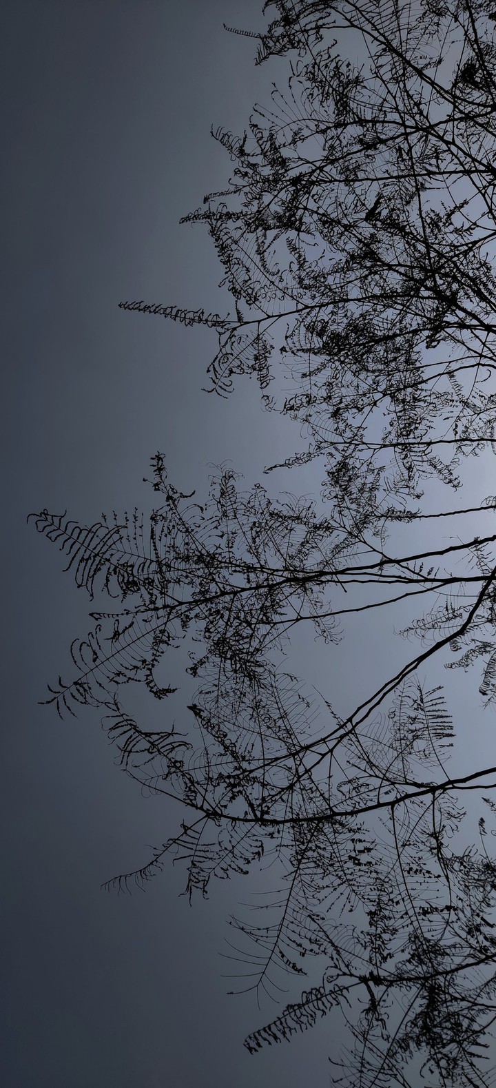 Midnight with trees