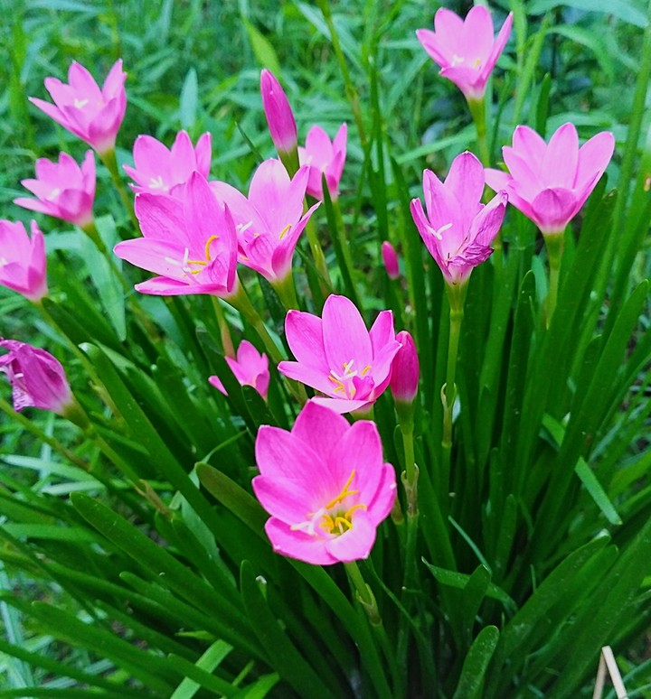 Little Flowers