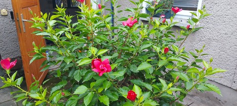 my Hibiskus. 30.10.home Dessau