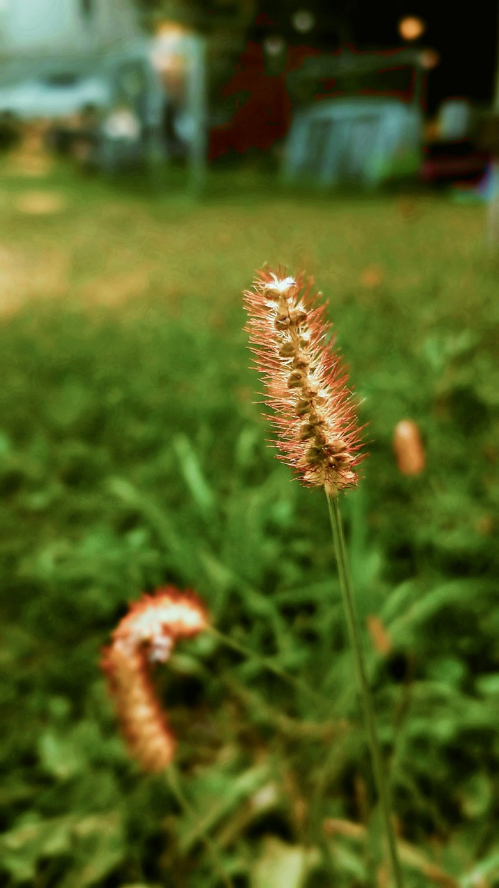Countryside