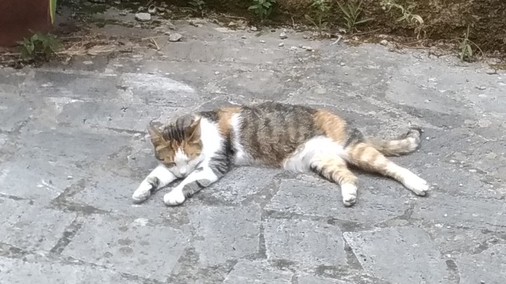 warrior's rest.