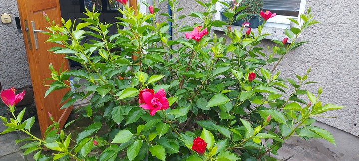 my Hibiskus. 30.10.home Dessau