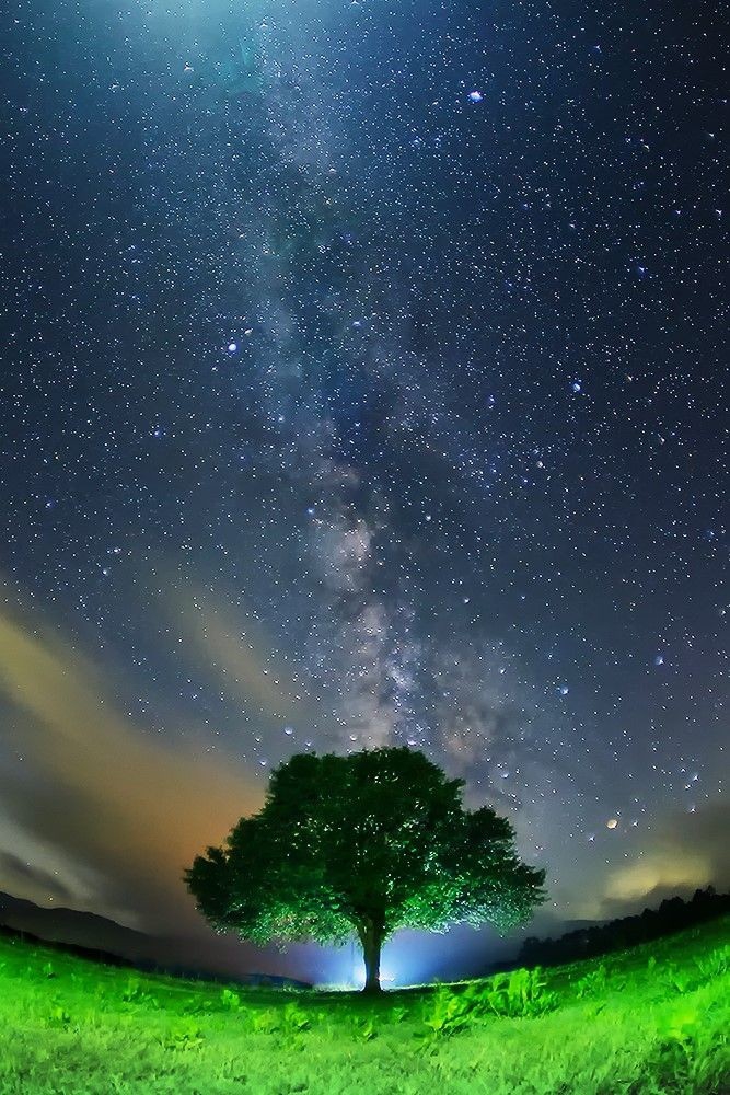 tree