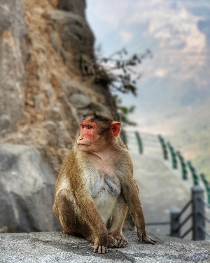 Monkey